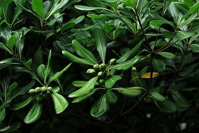 黑暗像素ARPG《DROVA》确定10月16日上市