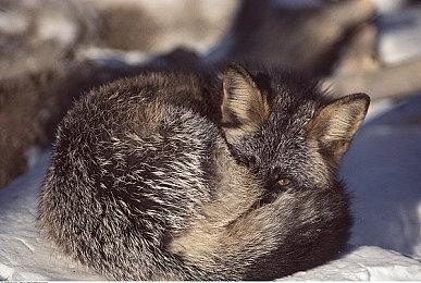 中式恐怖游戏《三伏》今日发售 定价45元